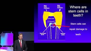 Sample  Generation of Teeth Using Stem Cells [upl. by Gnoud]