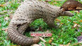 know About Pangolins pt 3 How many Species of pangolins are there [upl. by Eeleimaj757]