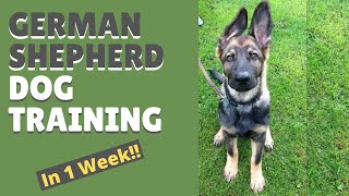 German Shepherd Dog Training and Mastering the Art of Attention in Only 1 Week [upl. by Brose8]