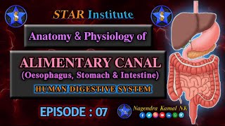 quotAnatomy amp Physiology of Alimentary Canalquot  Oesophagus Stomach amp Intestine [upl. by Lidstone]