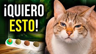 😲 10 Productos INDISPENSABLES para tu GATO en 2024 [upl. by Yltnerb]