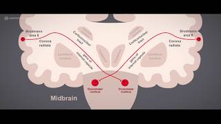 Cranial nerves CN III Oculomotor nerve tutorial  Learn anatomy with Anatomyapp [upl. by Eupheemia]