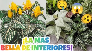 APHELANDRA O PLANTA ZEBRA Y SUS CUIDADOS 😍🥰§ LIZZ Y SU VIVERO [upl. by Ahsyad853]