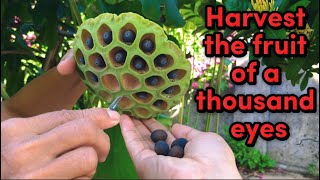 ASMR Harvest the thousandeyed fruit by plucking each seed with tweezers [upl. by Queenie933]