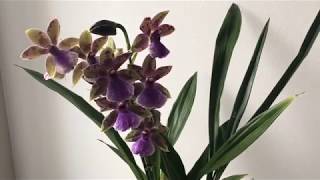 Orchid Zygopetalum Rhein Blue Angel in new Lechuza Orchidea pot self watering system [upl. by Ardna267]