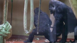 Silverback Showdown Intense Battle Between Gorilla Father and Son [upl. by Mikahs300]