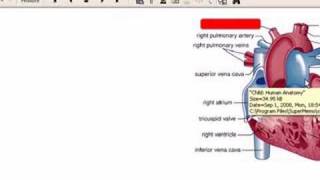 Learning Human Anatomy with SuperMemo [upl. by Eveiveneg]