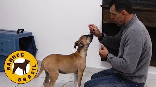 Como adestrar um cachorro a IR PARA O CANIL  Uma aula prática [upl. by Letsirhc]