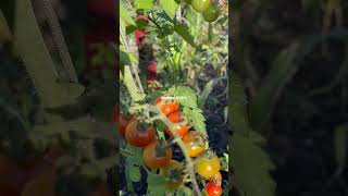 cherry tomato howtogrowwintervegetables fruitgarden [upl. by Mozart205]