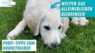 Welpen Alleinebleiben beibringen  Hundetraining Wie lernt mein Welpe alleine zu bleiben [upl. by Akerdnahs]