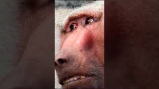 BABOON doyouknownature [upl. by Ahseenyt]