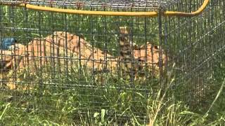 San Marcos Body Ranch Used For Forensics Research [upl. by Schuster]