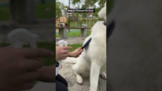 How to use HYSSES FurryCare Deodorising Spray [upl. by Sherie]