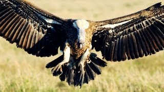 Munir Virani Why I love vultures [upl. by Iong813]