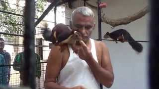 Dr Prakash Baba Amtes Animal Arc [upl. by Darline]