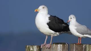 Great Blackbacked Gull the largest gull in the world [upl. by Glimp46]