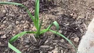 A Tale of Two Camassia Bulbs [upl. by Lim]