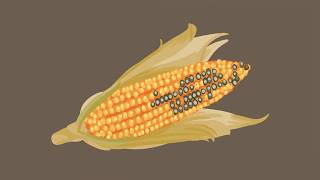 Mycotoxins and Climate Change  How Europe contributes to global efforts [upl. by Burns480]