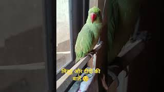 मिट्ठू और दीदी की बातें parrot mithu parrottalking parrotsound [upl. by Hebbe978]