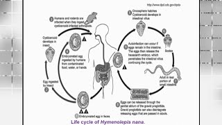 5  Cestodes  Conurosis Ehinococcus and Hymenolepis [upl. by Drapehs169]