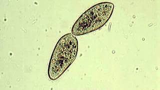 Paramecium  binary fission [upl. by Ianthe]