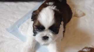 Ipy Chic chiot shihtzu de 28 jours ses 1ers aboiements [upl. by Liamaj]