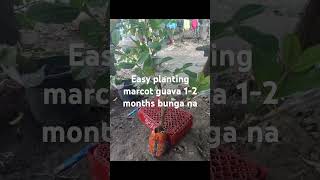 Easy planting marcot guava airlayering fruitfarming farmer farming garden reelsvideo reels [upl. by Delainey840]