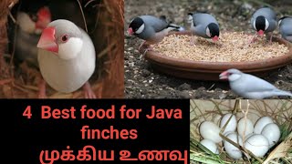 Best food for java finches Breedingjava sparrow foodfinches birds Tamil [upl. by Eelyab]