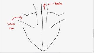 HOW TO READ AN ECG WITH ANIMATIONSin 10 mins [upl. by Annavaig]