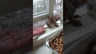 ekron kom besøk får mat 🐿 [upl. by Biron82]