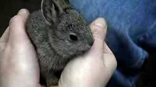 Baby pygmy rabbits at the Oregon Zoo [upl. by Rimidalg]