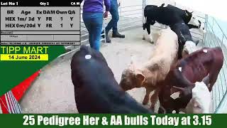 TIPPERARY TOWN MART 14 June 2024 Calves Cattle Ped Bulls amp cows [upl. by Natanhoj]