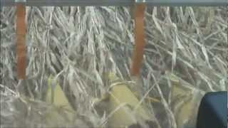 Reichhardt Row Guidance in Downed Corn [upl. by Prochoras955]