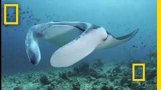 Feeding Frenzy Manta Rays in the Maldives  National Geographic [upl. by Erickson371]