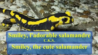 🦎☔ Smiley ladorable salamandre  Smiley the cute salamander  CKS asmr salamander nature 🌗 [upl. by Ayres]