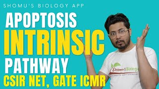 Intrinsic pathway of apoptosis  mitochondrial pathway of apoptosis  Apoptosis lecture 2 [upl. by Saitam]