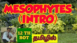 MESOPHYTES  TAMIL  ADAPTATIONS  PRINCIPLES OF ECOLOGY  STD 12  TNSCERT [upl. by Ule]