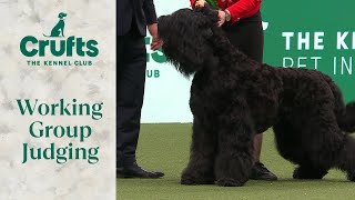 Working Group Judging  Crufts 2024 [upl. by Auqinimod302]