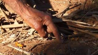 Through our Eyes  Finding witchetty grubs with Badger Bates [upl. by Nirag]