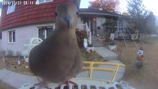 Daily Birdwatching  Netvue Birdfy Birdfeeder Cam  October 31 2024 [upl. by Ruhl]