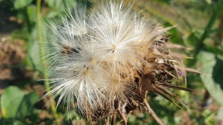 Silybum marianum  a natural remedy for the liver [upl. by Rind80]