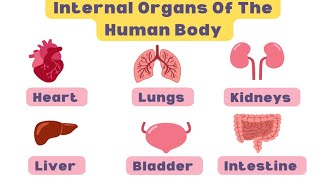 Learn Internal Organs of the Human Body आंतरिक अंग internalorgans organs humanbody bodyparts [upl. by Tada691]