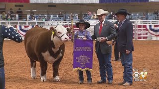 Youth Grand Champion Steer Of The Show Named In Fort Worth [upl. by Fante]