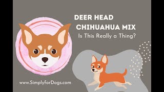 Deer Head Chihuahua Mix [upl. by Jania]