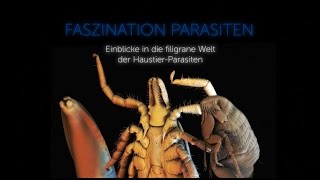 Faszination Parasiten Zecke Floh amp Spulwurm unterm Rasterelektronenmikroskop [upl. by Faunie]