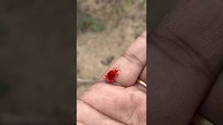 வெல்வெட் பூச்சி🐞 Rain Bug  Red Velvet Mite  மொட்டை பாப்பாத்தி villagelife nature kids story [upl. by Ttegirb]