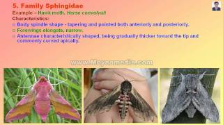 Lepidopteran Insect Family identificationmp4 [upl. by Motch]