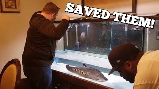 SAVING HUGE AQUARIUM FISH FROM SUDDEN DEATH FISH RESCUE [upl. by Eetsirhc797]