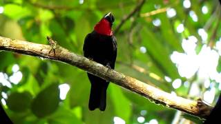 Purplethroated Fruitcrow  Querula purpurata  El Valle to Utria NP trail Pacific Choco para Chu [upl. by Prichard]