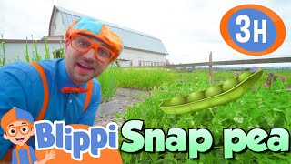 Blippi LOVES The Farm  BLIPPI  Kids TV Shows  Cartoons For Kids  Fun Anime  Popular video [upl. by Fran]